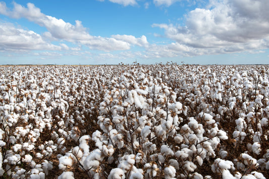 Organic Cotton Farming